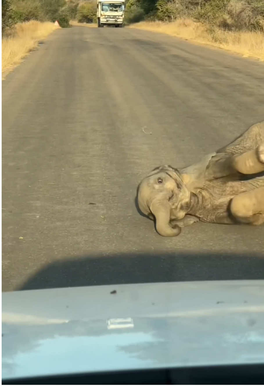 Baby elephant is still awkward its own body#fyp #viral #funny #funnyvideos #animals #elephant 