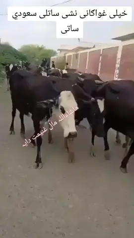 #🇵🇰😜 
