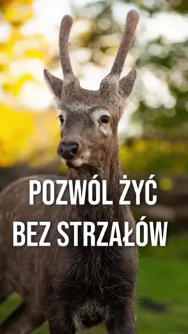 Czy naprawdę chcesz, by takie obrazy były częścią Twojej kultury❗❓ W sezonie myśliwskim w Polsce z rąk myśliwych giną setki tysiące zwierząt. W roku 2024 zatrzelono około 106 000 jeleni, 192 000 saren i 214 000 dzików. A to tylko wybrane gatunki. Do tego 42 000 dzikich kaczek i miliony ptaków w całej Europie umierających z powodu zatrucia ołowiem zostawianego po polowaniach. 📊 Nauka mówi jasno. Polowania i dokarmianie nie chronią przyrody, lecz napędzają cierpienie i deregulują populacje w lasach. Zwierzęta rozmnażają się częściej, a na miot przypada o 1-2 życia więcej niż w miejsach, gdzie polowania się. nie odbywają.  Nie ma w tym ekologii. Nie ma troski. To tylko rozrywka oparta na bólu i śmierci. 💚 Fundacja Centaurus mówi jasno. Przyroda nie potrzebuje strzelb. Potrzebuje miłości i ochrony.