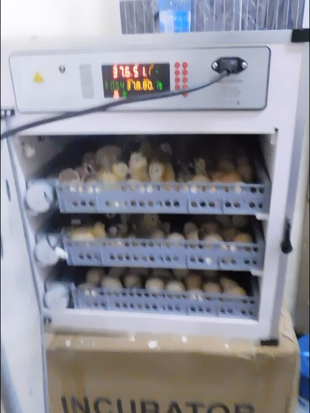 we deliver our incubators countrywide, 100% free (payment upon delivery) to order call 0710 905 696 or visit us in Nairobi, along Outer-ring road in Kariobangi, next to Kiamaiko Stage, on your way to Allsops. (check pinned posts for directions to our office) Karibu sana Eco Kuku #fyppppppppppppppppppppppp #poultry #chickenfarming #kenyantiktok🇰🇪 #foryoupage