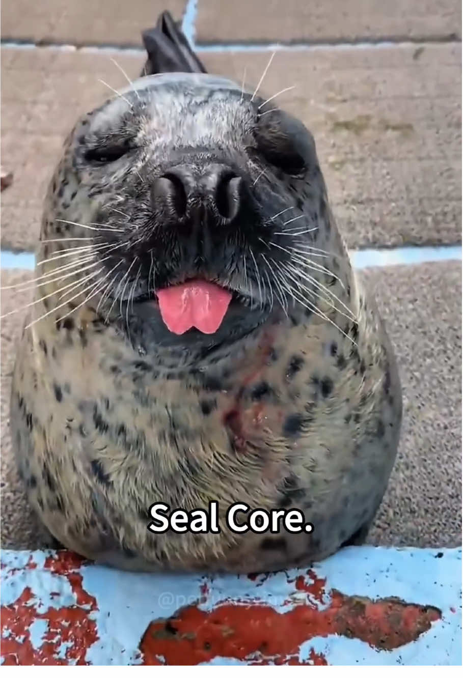 Seal 🦭 #seal #seals #sealsoftiktok #funny #fyp 