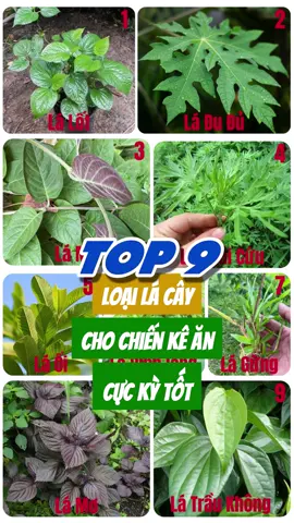Top 9 loại lá cây cho chiến kê ăn cực kỳ tốt #suke #chienke #tiktokgachoivietnam❤️ #toiyeugachoi❤️❤️❤️ #gàchoivietnam🇻🇳 