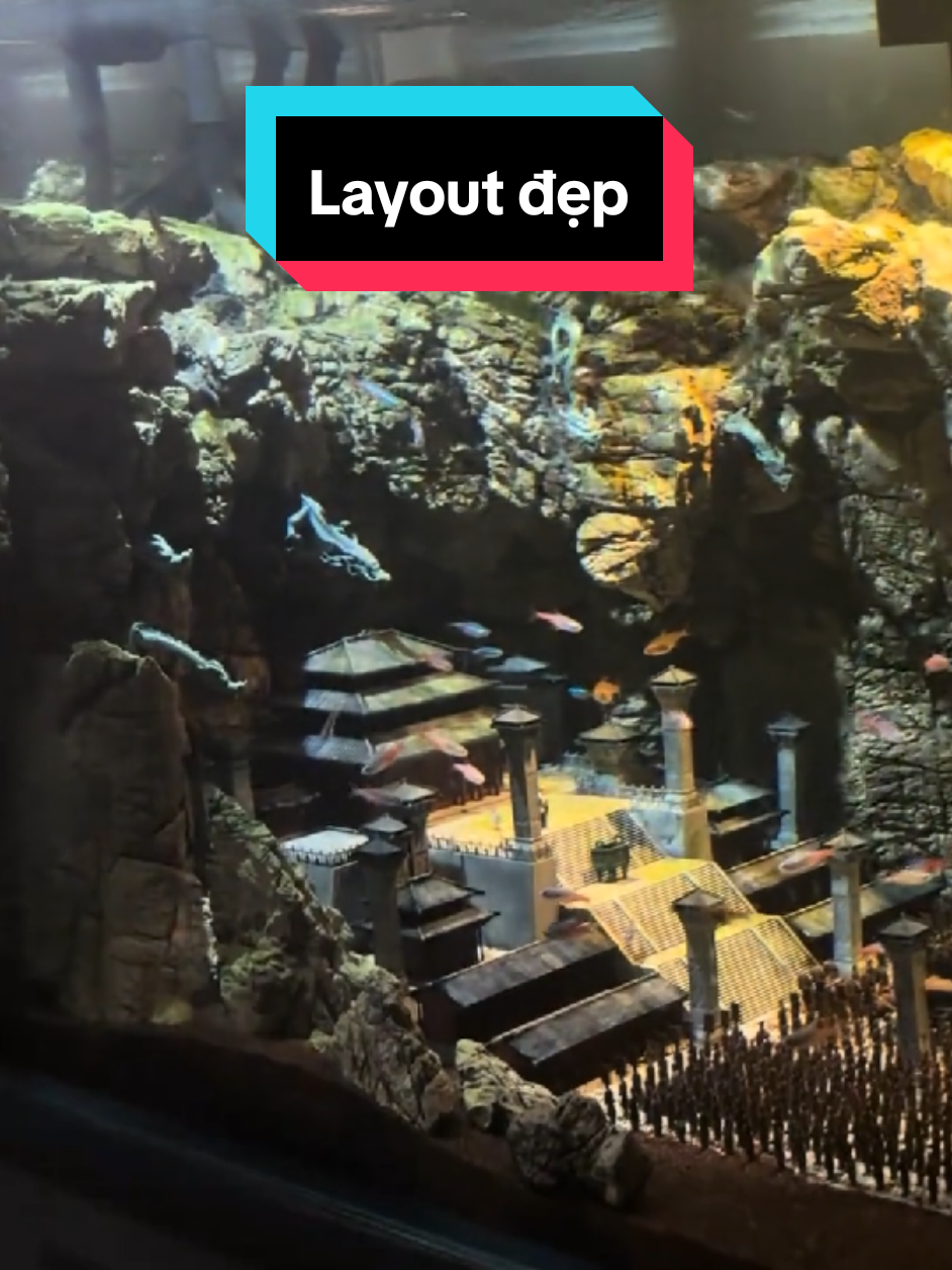 Đọc đáo không anh em #trending #fyp #bethuysinh #fyppppppppppppppppppppppp #aquarium #xuhuong 