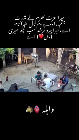 میرا عزت بھرم تے شہرت میثم،،اودے دم نال میرا نام اے،میرا پیرو مُرشد سب کُچھ میری (ماں❤️) اے🫀🐴#گھوڑے_شوق_نواباں_دا🐴 #foryou #foryoupage #گھوڑا_ہمیشہ_طاقت_کی_علامت_رہا_ہے #pinda_wale #پنڈاں_آلے #horselovers #❤️ #100k #fyp #status #viewတေရှယ်ကျ #poetry🥀 #trendingsong #lines #👌🏻 #🐴 #trending #شوق #❤️ 