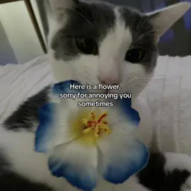 #takecareofyou #pinterest #catsndogs #🐱🐶 #@𝙰𝚕𝚒𝚗𝚊 | み  @Dominic 😽