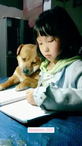 Dogs are the most loyal guardians for kids.#dog#dogs #dogsoftiktok #doglover #funny #foryou #funnyvideos #viral #fypシ #funnytiktok #usa🇺🇸