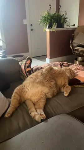 Always time kitty Kat treats 😬#fypシ #fyp #catsoftiktok #cat #orangecat 