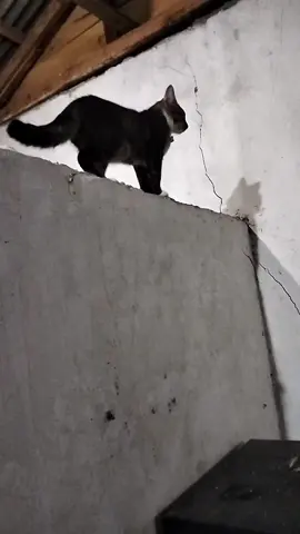 #kucing #fypシ゚viral 