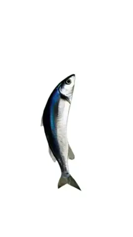 SpinningFish#SpinningFish #fish #animals #pet #pets #fyp #foryou #foryoupage #viral 