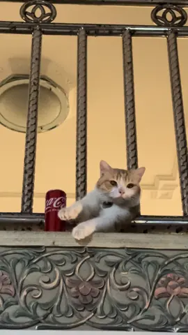 Ucul kucing se gemoy ini d bohongi oleh mujaer? 😭 udah sebulan nangkring terus disana 🥹 #sadvibes🥀 #kucinggalau #kucinggemoy #galaubrutal #fyp 