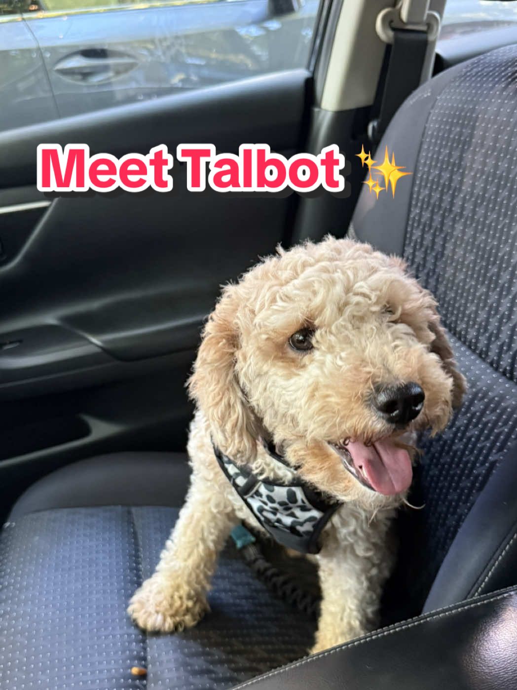 Meet Talbot ✨ I didn’t just get a dog, I gained a best friend, a workout buddy, and daily joy. As a Black woman, prioritizing my mental + physical health is a form of self-care & resistance 💕🐾 Here are 5 reasons getting a dog can be life-changing: 🧠 Lowers stress + anxiety ❤️ Gives unconditional love (needed on the hard days) 🚶🏾‍♀️ Keeps you active & moving 💤 Helps create routine & better sleep 🌱 Boosts overall happiness + mental health Talbot is more than a pet—he’s part of my healing journey. 🐶✨ #BlackGirlJoy #MentalHealthMatters #DogTok #HealingJourney #SelfCare