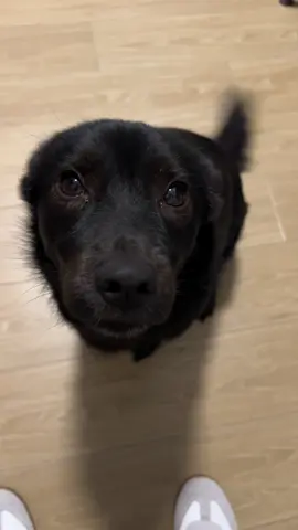 🦭Seal dog😋🥰#dog #puppy #pet #cute #fyp 