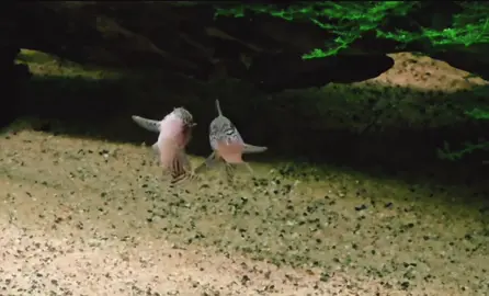 False Juli Corydoraa - Hoplisom trilineatum - Male Sparring #fish #aquarium #trending #corydoras 