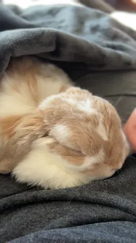Noisy bun bun  #bunny #rabbit #cute #pet 
