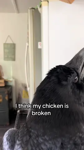 #ragnartheraven #raven #cute #viral #fyp 