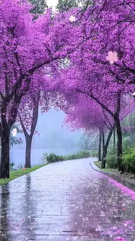 #cảnhđẹpthiênnhiên #nhạchaymỗingày ❤️‍🔥❤️‍🔥❤️‍🔥❤️‍🔥❤️‍🔥❤️‍🔥❤️‍🔥❤️‍🔥