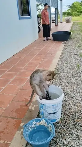 #monkey #Lyly #washes#her clothes