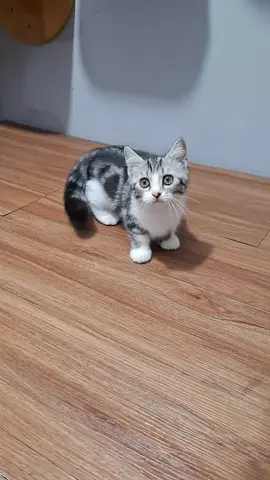 Munchkin betina cantek bingit