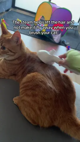 #steamcatbrush#brushinghair#petlover#orangecat