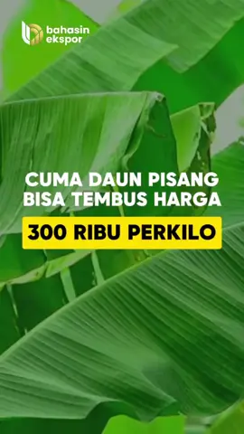 Cuma daun pisang bisa tembus harga 300 ribu perkilo.. Komen dibawah yang mau gabung belajar Ekspornya GRATIS  #ekspor #belajarekspor #ekspordaunpisang 