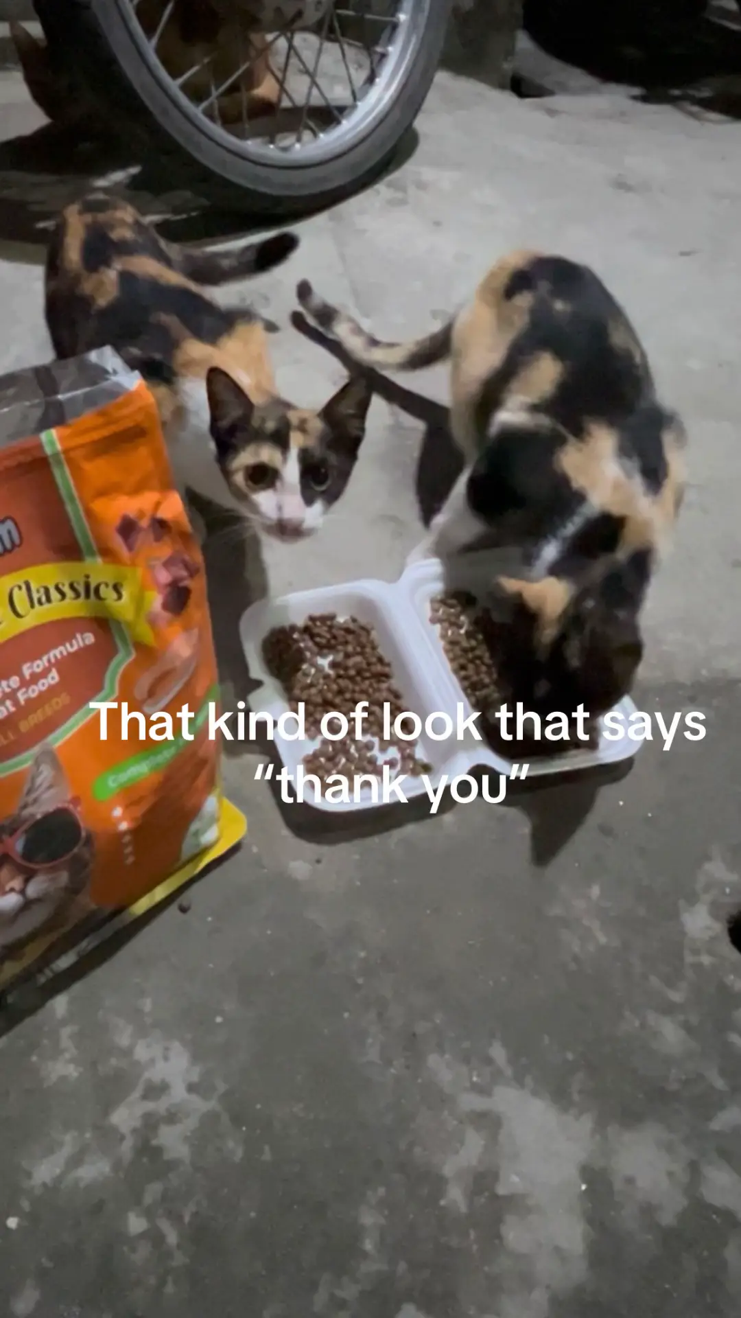 Feeding all the stray cats I encounter is my way of wishing them a kinder world love ko kayo lahat.  #catsoftiktok #catlovers #cats #cat #adopt