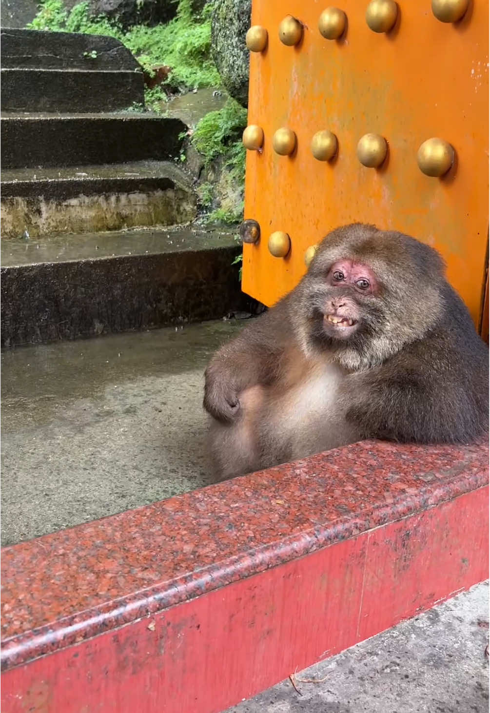 There were no tourists after the rain, Xingxing. #monkey #cute #monkeyxingxing #lovely  #animals 