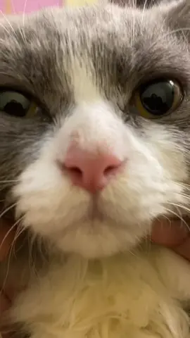mweheheh lopyu bubu 