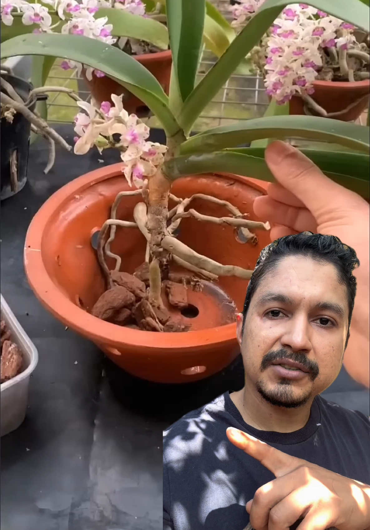 PLANTANDO VANDAS EM VASO - PASSO A PASSO  . . . . . . #orchid #orchids #orchidlover #orchidee #orquídea               