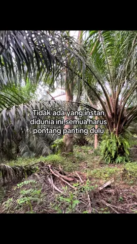 #petanisawit #petanimuda #storysawit #kulisawit #fyp 