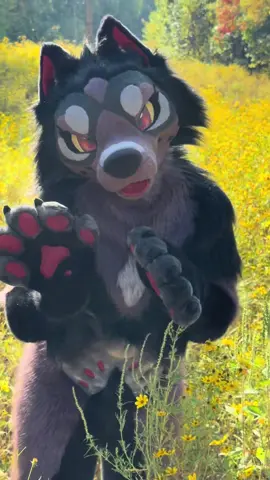 Woof in the meadow 🌼🌼🌼 #fursuit #furrytiktok #furrycommunity #furry #fursuitfriday 