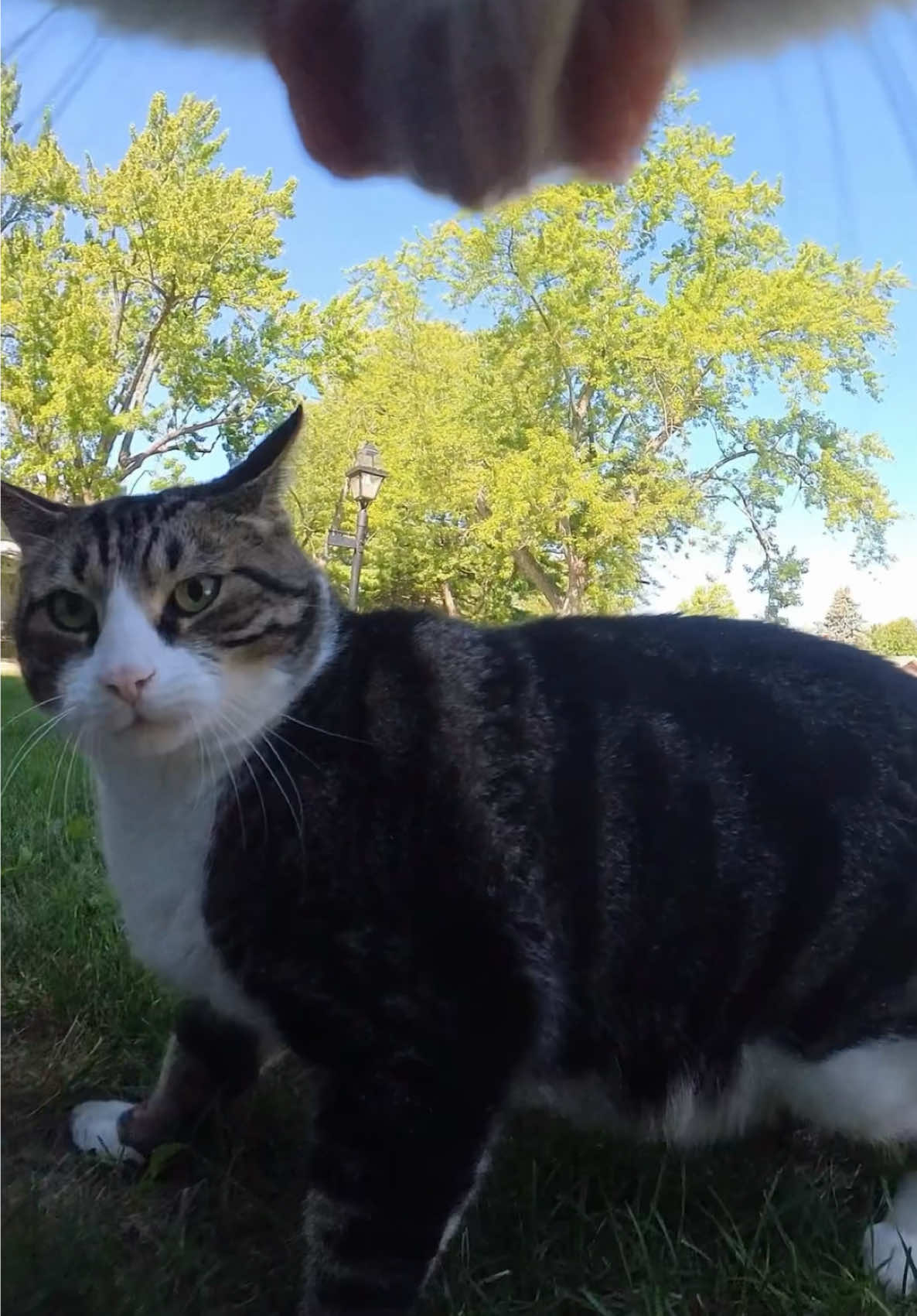 There’s a reason cats have 9 lives.🐈 Shot on @insta360 official GO 3S #cat #meow #insta360 #insta360catcam #insta360petcam 
