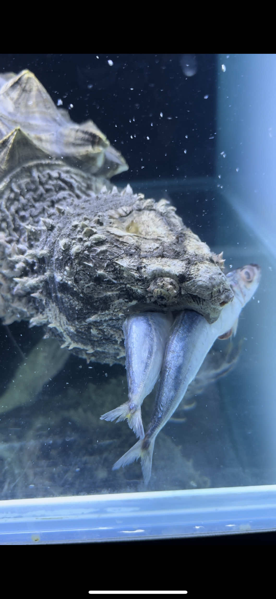 Super ganassssss #alligatorsnappingturtle #snappingturtle #turtle #reptile #kurakura 