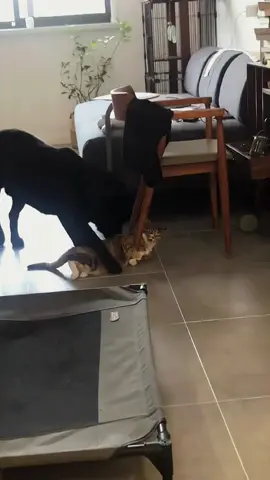 Try not to laugh 😂😂😂 #animals #funny #funnypets #dog #cat 