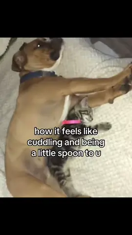 it feels so comforting and protecting #bf #boyfriend #relationships #catcouple #couple #gf #girlfriend #relatable #meme #cutecat #cuddle #clingy #catlover #us  