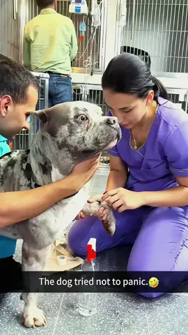 Try not to laugh 😂😂😂 #animals #dog #pet #haha #cat 