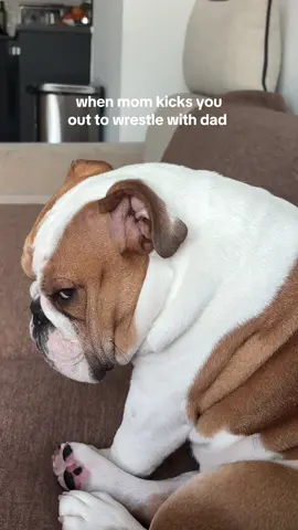 the audacity 🤦🏻‍♀️  #dogsoftiktok #fypシ #englishbulldog #fyp #petlife