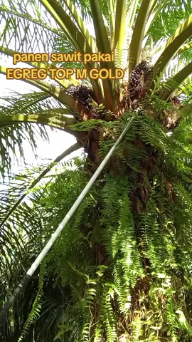 panen sawit pakai egrek TOP M GOLD #panensawitPTasltimurSintangKalbarIndonesia #perantau #kulisawit #sawitindo #sawitunggul #ptasltimur #topmgold #fyppppppppppppppppppppppp #panensawit #sawitviral #sawitkalbar #kuli 