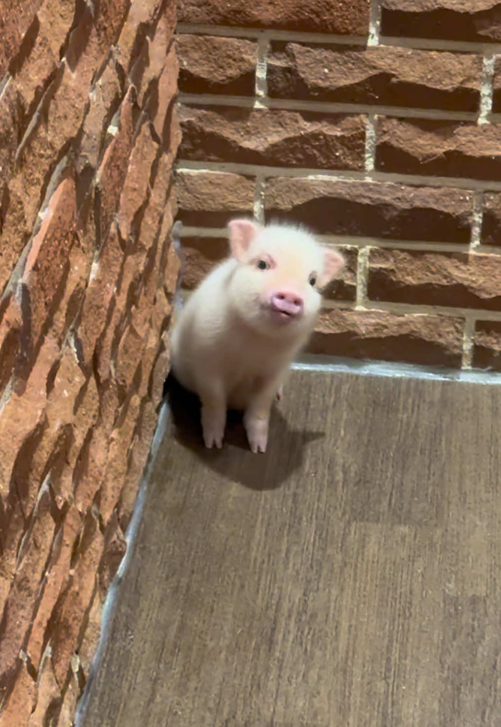 トムのこと呼んだ❓ #pignic #pig #ブタカフェ #マイクロブタ #fyp 