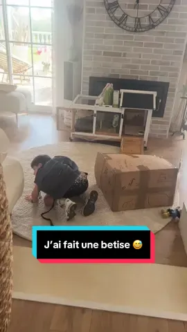 Aria et Loky dans la pièce 😱 , on a eu de la chance !! #lapin #betise #cat 