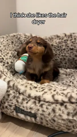First bath went well… 🫧  #minaturedachshund #dachshund #weinerdog #puppy #puppybath 