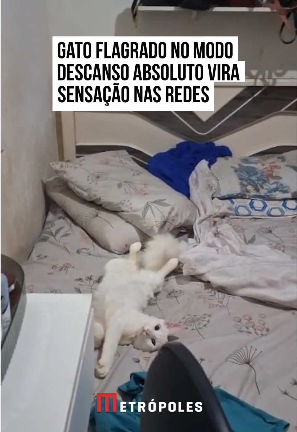 😹🛏️ A #tutora flagrou o #gato no modo descanso ativado no volume máximo. Espalhado na cama como se fosse dono do quarto, o #felino nem disfarçou a preguiça e ainda fez pose de quem tá pagando as contas da casa. A carinha relaxada e a entrega total ao #cochilo arrancaram risadas e conquistaram os corações dos amantes de pets nas redes. Porque se tem uma coisa que gato sabe fazer com maestria… é dormir com estilo! #TikTokNotícias   📹 @rosemery.geralda | @myhoodbr
