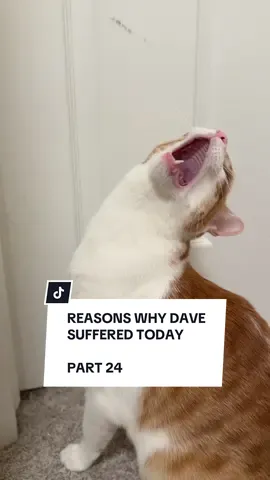 Also I think he may have just short circuited there for a moment at the start? #davethecat #orangecat #satire 