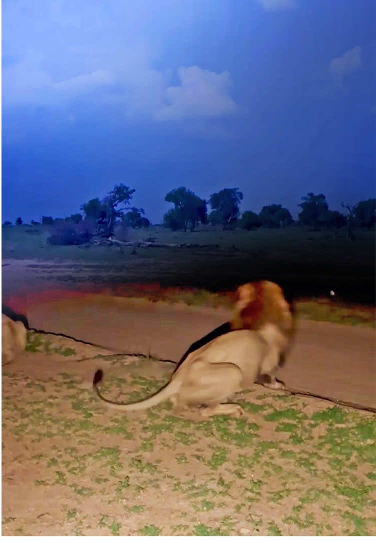 Lightning gives lions the fright of their lives! A pair of lions were resting when a storm started to brew in the distance.  Suddenly, a bolt of lightning lit up the sky, followed by a loud crack of thunder that gave them the fright of their lives, leaving them staring up in confusion.