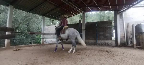 NO TE RINDAS 💪🏻 CUESTA TRABAJO PERO NO ES IMPOSIBLE 📈 APRENDER NUNCA ANTES HABÍA SIDO TAN FÁCIL ❓ Patrocinadores Oficiales 🔜  @jp.boots  @betania.ranch @agenciamarketinghs @a_t_hat @hs_reto @equipo @glorifiedhatshaping @doit4thebuckle @crinartesanalislas @venta_de_caballos_de_cala @tienda_online_hs @ch_personalizados @botinescharrosvc @botanasyespeciasansal @entrenamiento_hs @gorras_vaqueras_jalisco_gvj  #SiLoPuedesSoñarLoPuedesLograr🔝 #ClinicaDeRiendaCharra❗️ #Reto30DiasHS  #AsesoriasHS  #DiosBendice🙏🏻  🍀  ⬇️  💯  🥩           &H 🎽  ✨ 🇺🇸Potrillos Suplementados @doit4thebuckle Para Un Mejor Rendimiento 🔋 Crecimiento De Crin/ Cola  Mejor Digestión 🫀 Más Rendimiento 🔋  🗯Te Gustaría Aprender Más Acerca De Como Iniciar Tus Potrillos 🔜 INSCRIPCIONES  ABIERTAS 🗓 CLÍNICAS PRESENCIALES📍 / ONLINE📲 RETOS 📈ASESORÍAS 💻@clinica_de_rienda_hs ❗️YA ESTA DISPONIBLE NUESTRA 🔜 @tienda_online_hs  GORRAS 🧢 RODILLERAS  CHAMARRAS 🧥  ENVÍOS 🚚 A TODO MÉXICO Y ESTADOS UNIDOS 🇺🇸  PEDIDOS 📦 VIA DM 📩 🔜Estás interesado en mandarnos tu potrillo  Contáctanos : Mándanos DM 📩 @harim_salcedo  📲FanPage: HarimSalcedo Oficial  Correo 💻: harimsalcedo@hotmail.com Déjanos Tus Datos y Con Gusto Te Atenderemos 🗂  HS Quality Horses 🍀 ❗️SUSCRÍBETE💻A NUESTRO CANAL DE YOUTUBE 🎥 Harim Salcedo