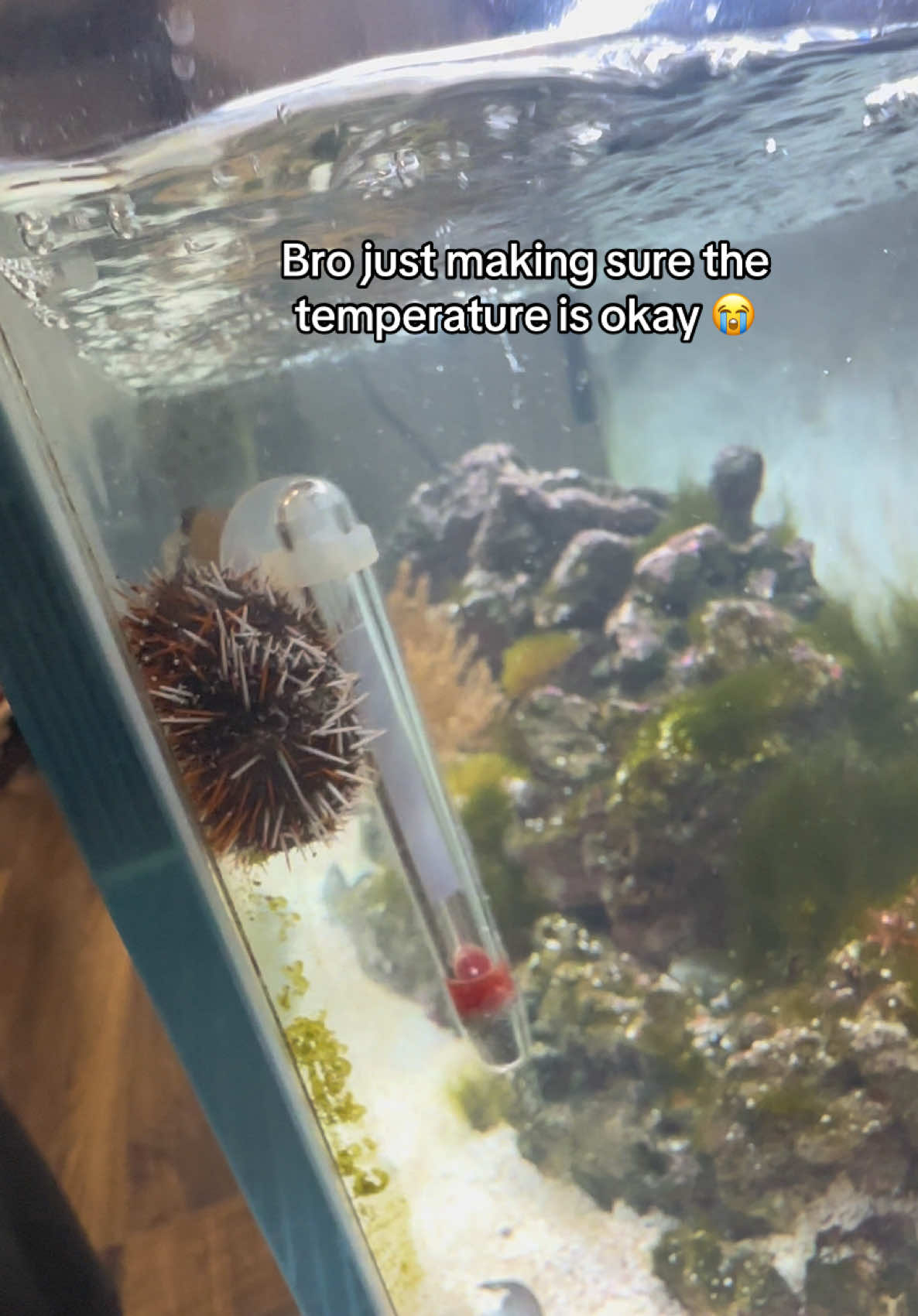 Bro collects everything 😭 #reefsync #fyp #saltwateraquarium #fishtok #urchin 