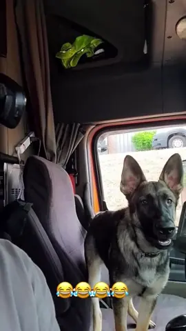 #talking #voiceover #funnyvideos #dogsoftiktok #animals 