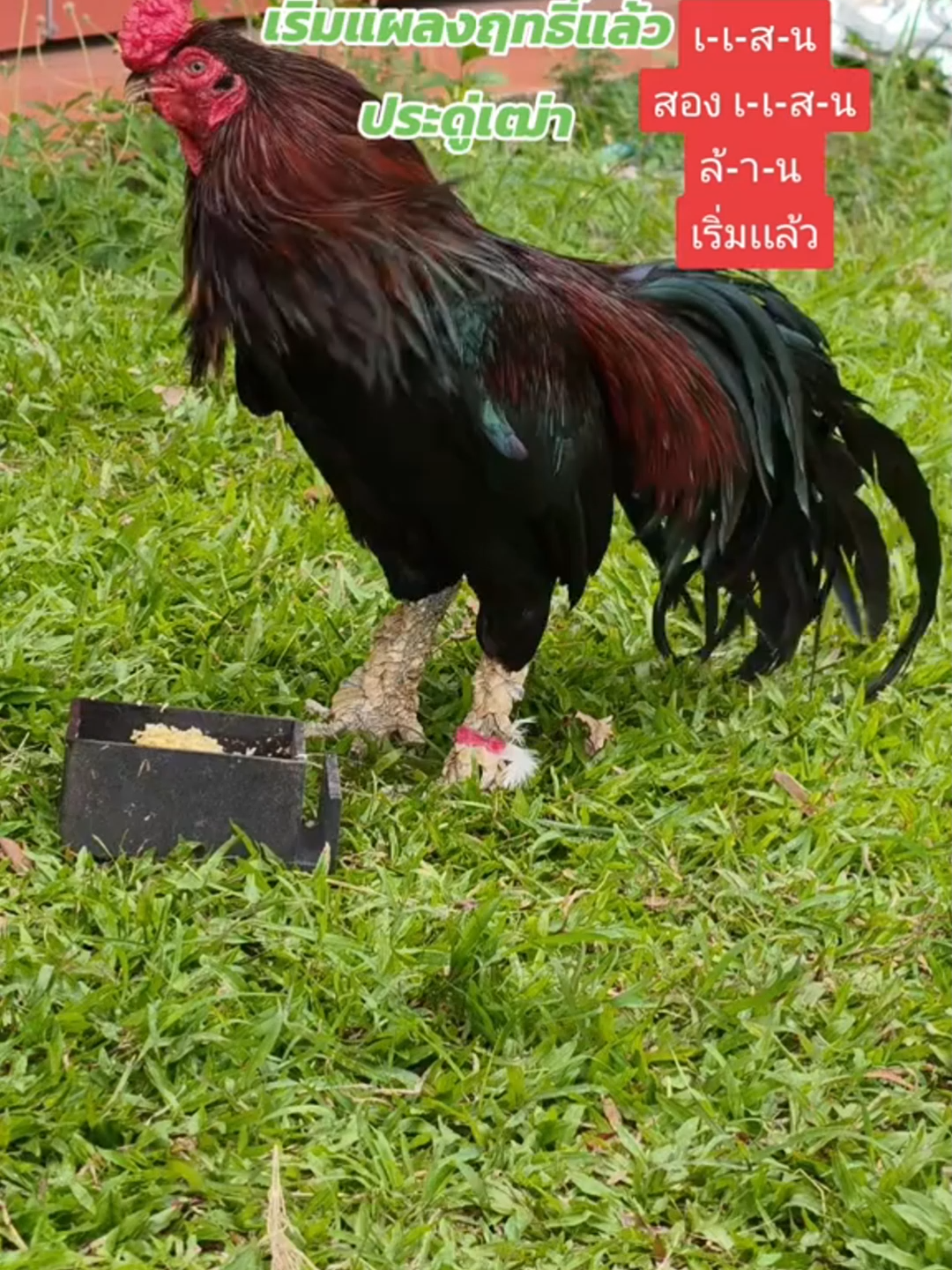 🐓🤍 #ไก่ชน #ไก่ใต้ #เพชรสุราษฎร์ฟาร์ม #คลิปล้านวิว #reels