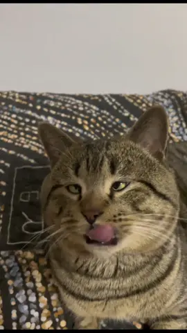 #cats