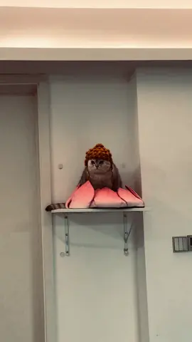 #cat 