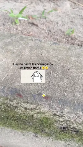 #las hormigas llevando flores #paratiiiiiiiiiiiiiiiiiiiiiiiiiiiiiii #tidotiktok 
